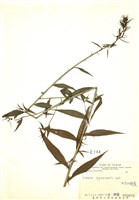 藏品(大本山梗菜)的圖片